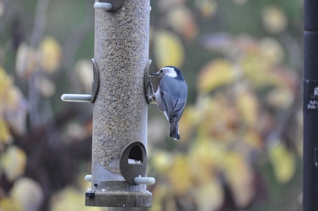 White-breasted Nuthatch (Pacific) - ML646808363