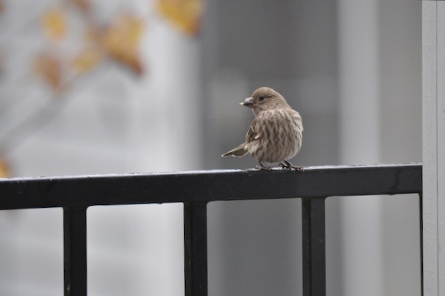 House Finch - ML646808364