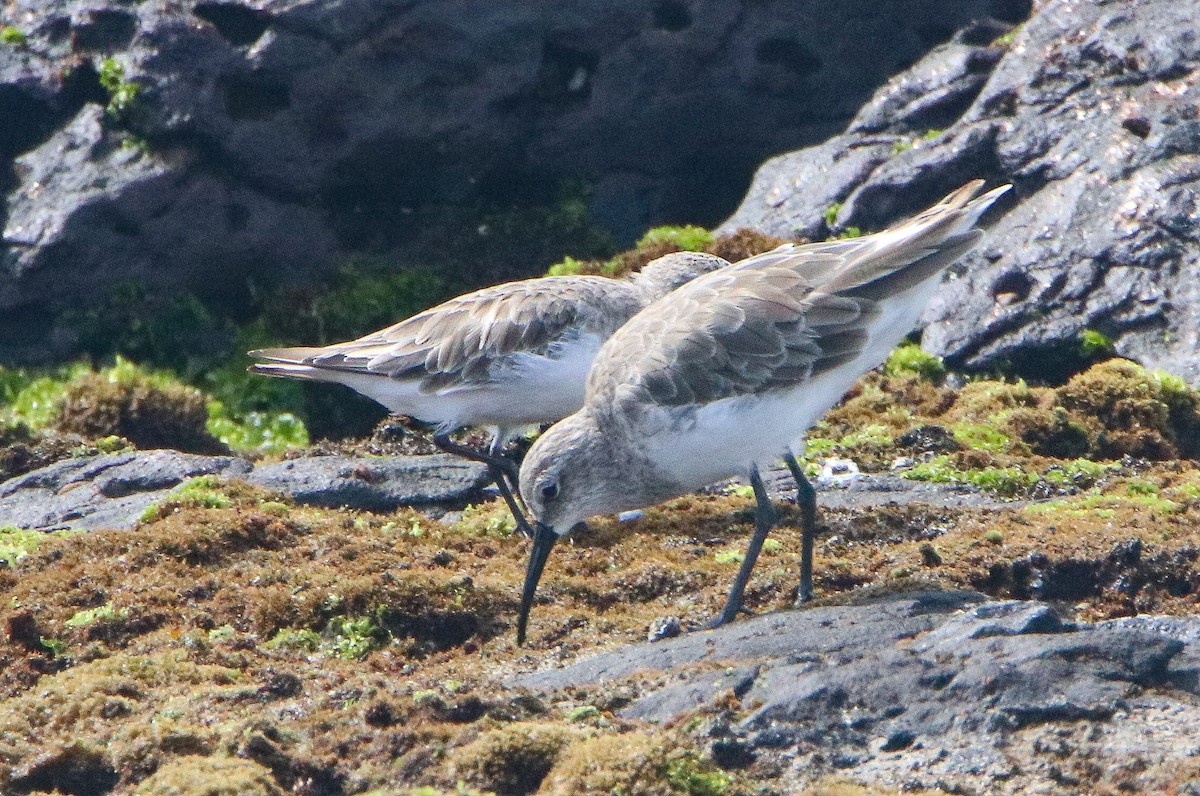 Curlew Sandpiper - ML646808372