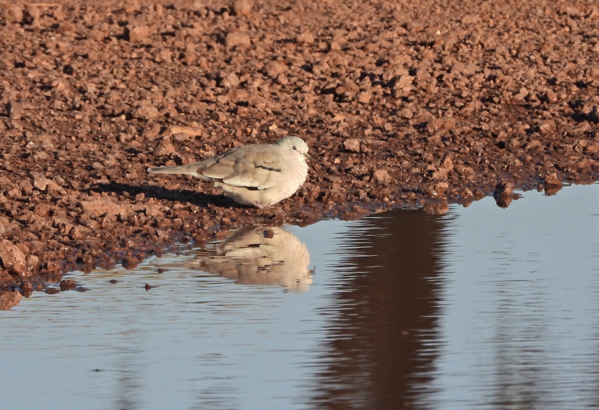 Picuitäubchen - ML646808373