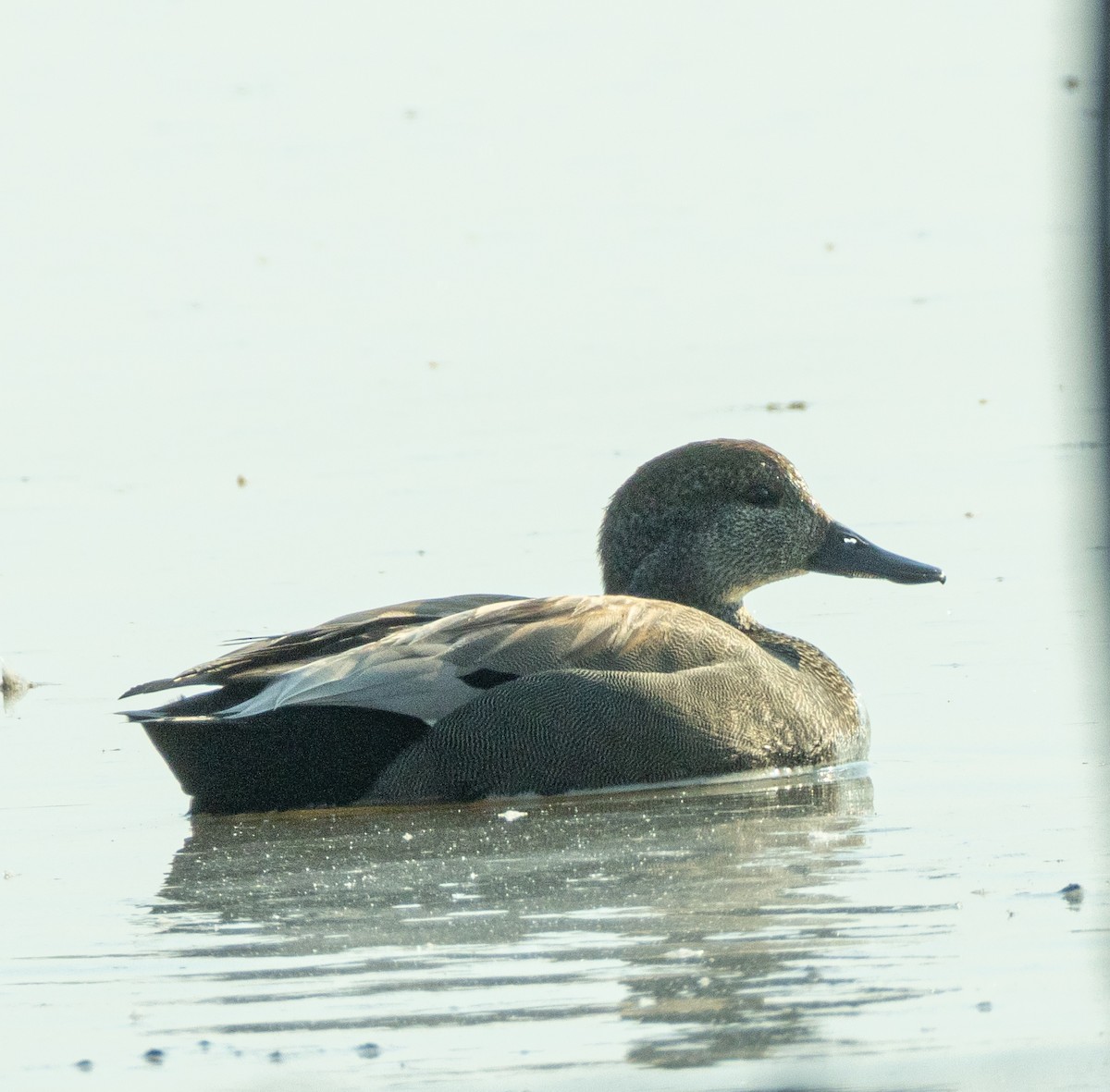 赤膀鴨 - ML646808374