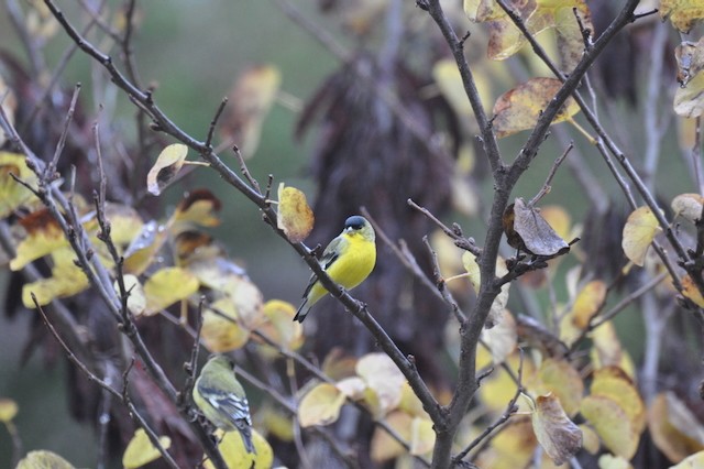 Lesser Goldfinch - ML646808375