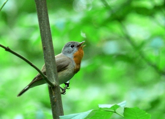 Küçük Sinekkapan - ML646808376