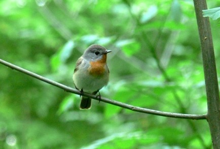 Küçük Sinekkapan - ML646808377