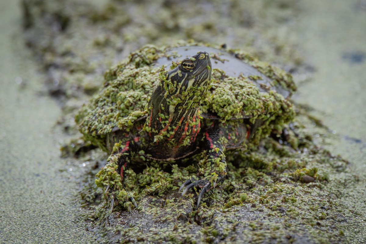 Zierschildkröte - ML646808379