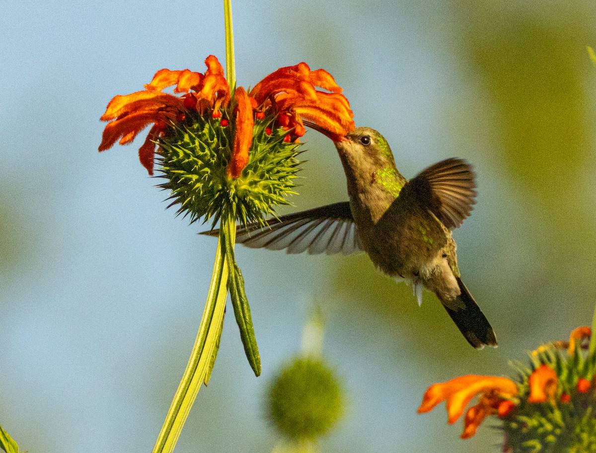 Broad-billed Hummingbird - ML646808380