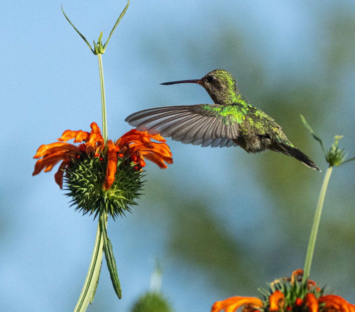 Broad-billed Hummingbird - ML646808384
