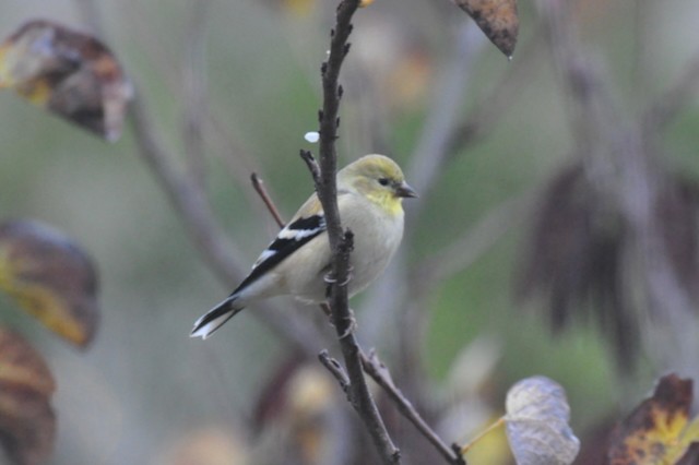 American Goldfinch - ML646808386
