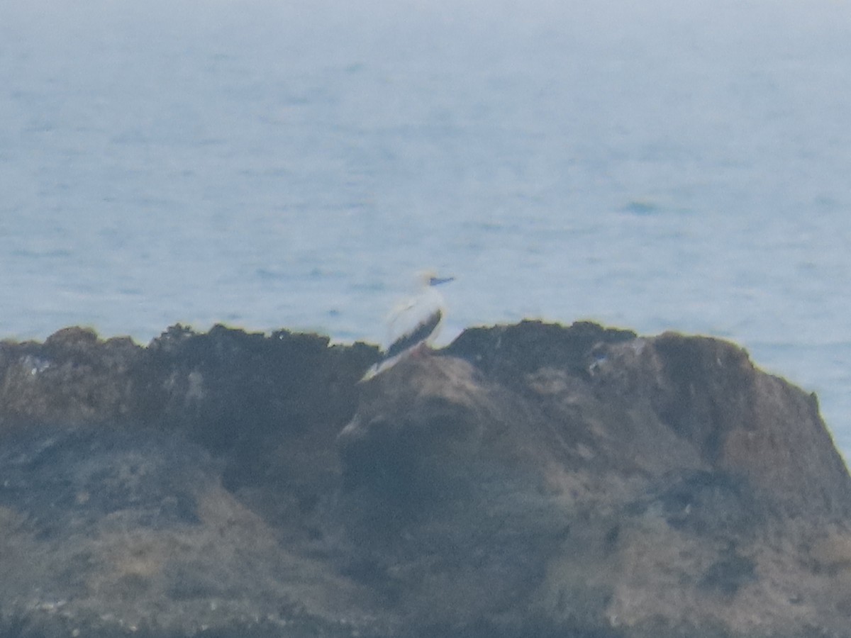 Красноногая олуша - ML646808388