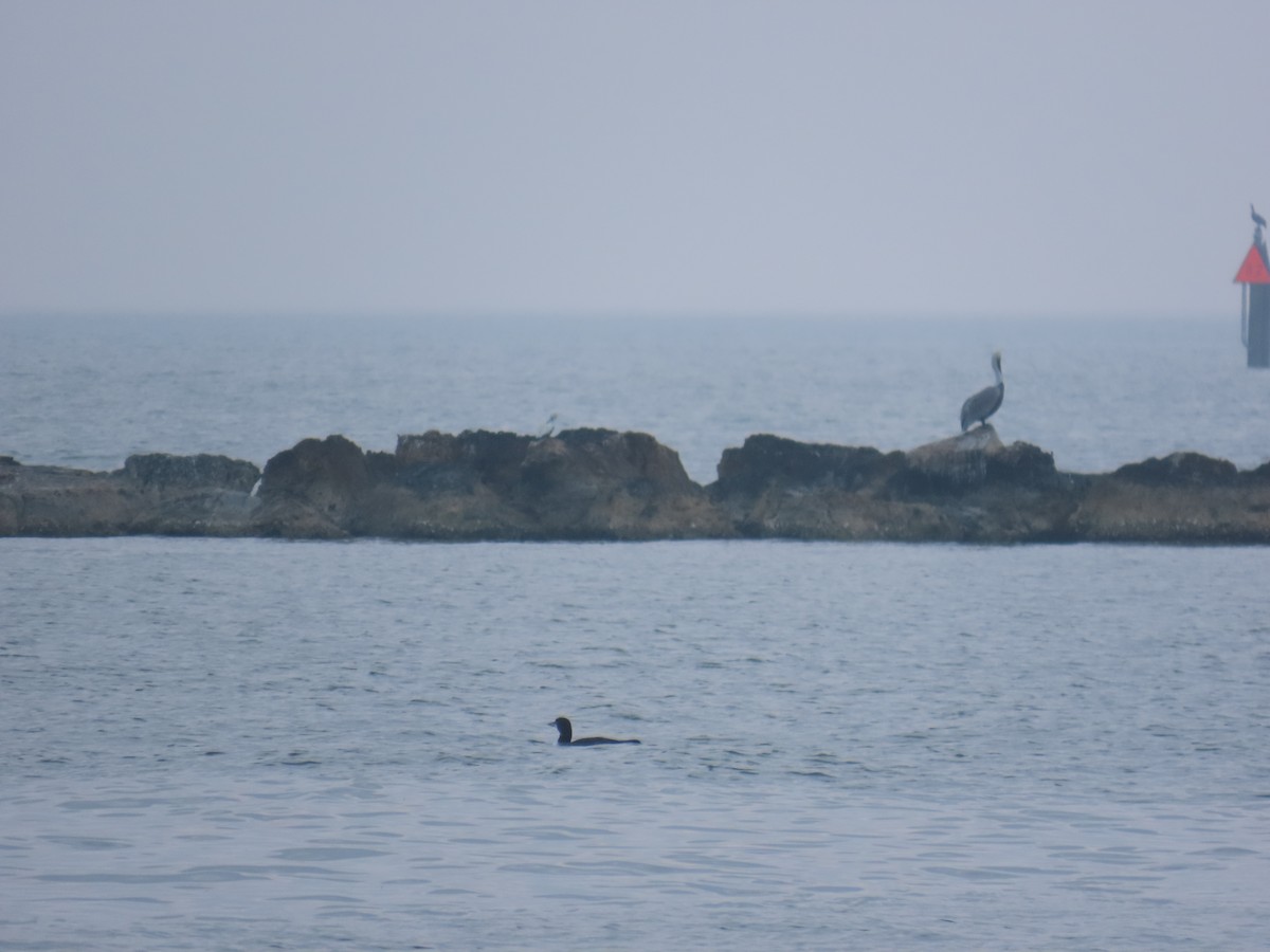 Красноногая олуша - ML646808389