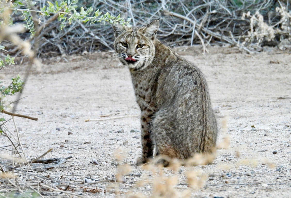 Lynx Roux - ML646808391