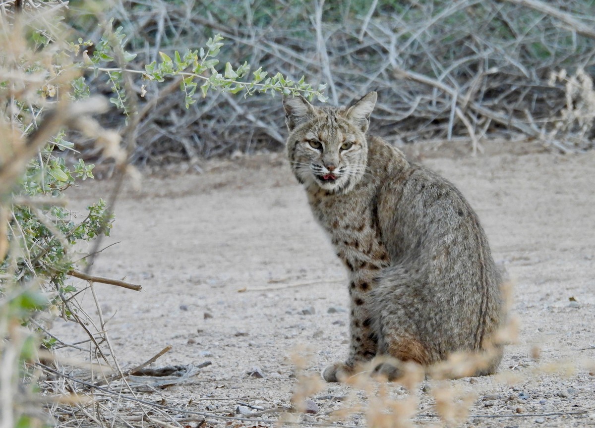 Lynx Roux - ML646808392
