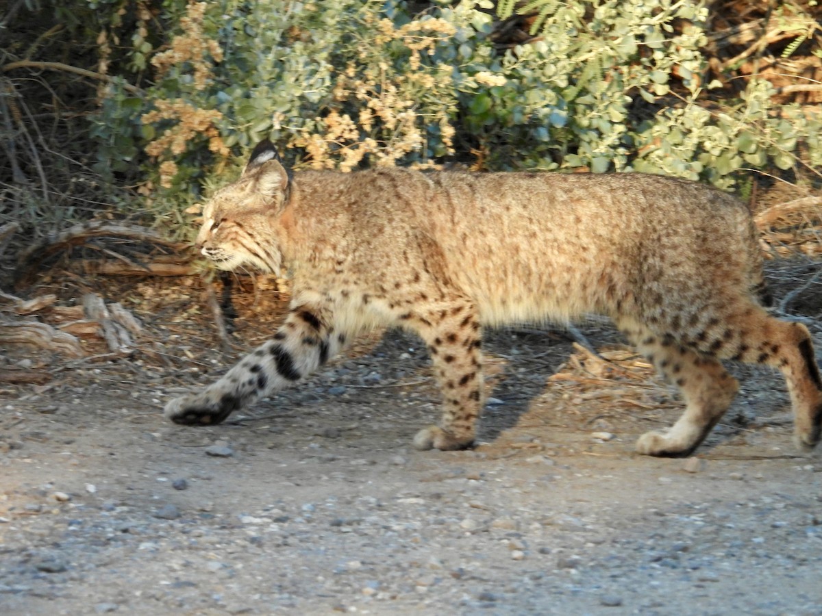 Lynx Roux - ML646808393