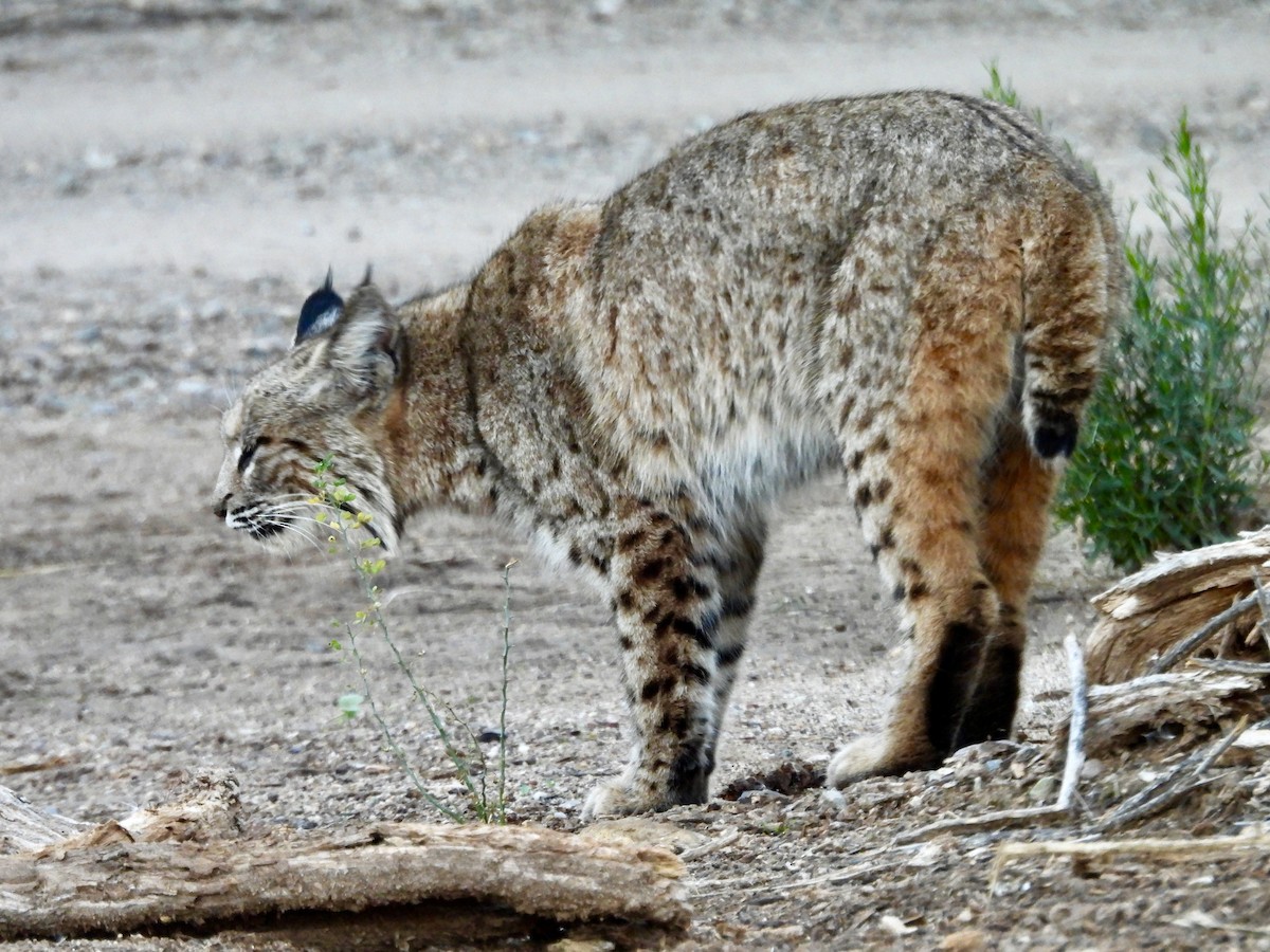 Lynx Roux - ML646808394