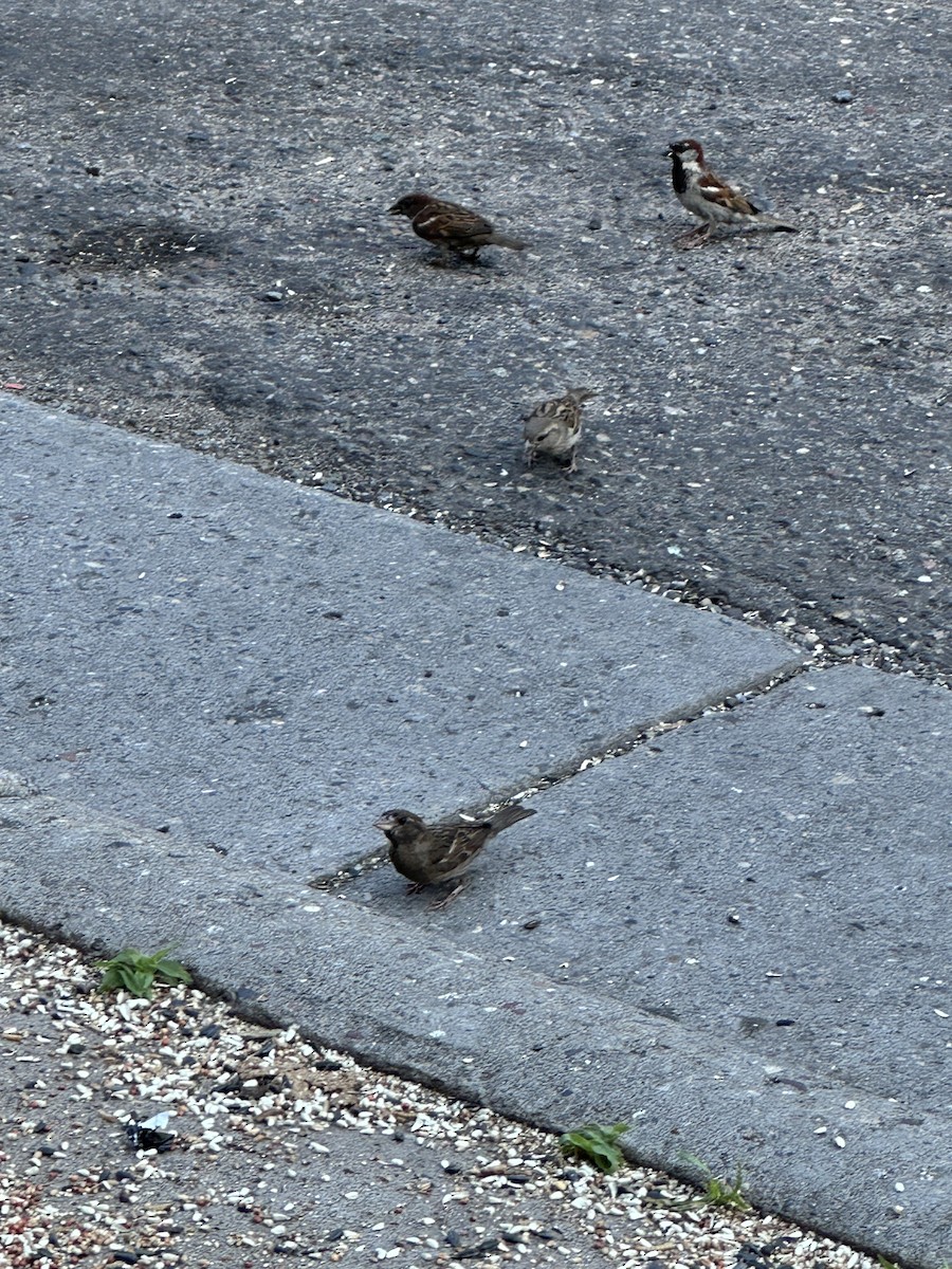 House Sparrow - ML646808395