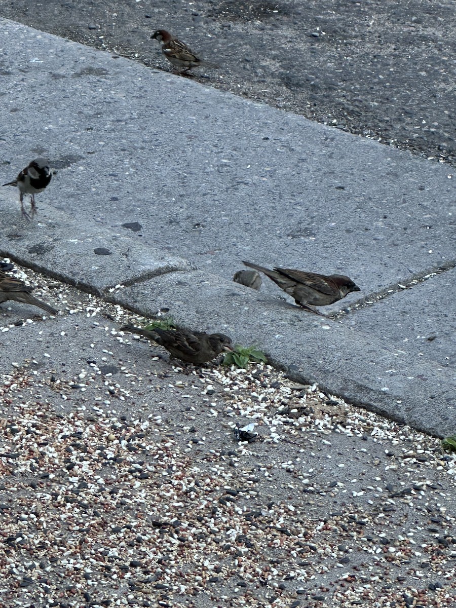 House Sparrow - ML646808396