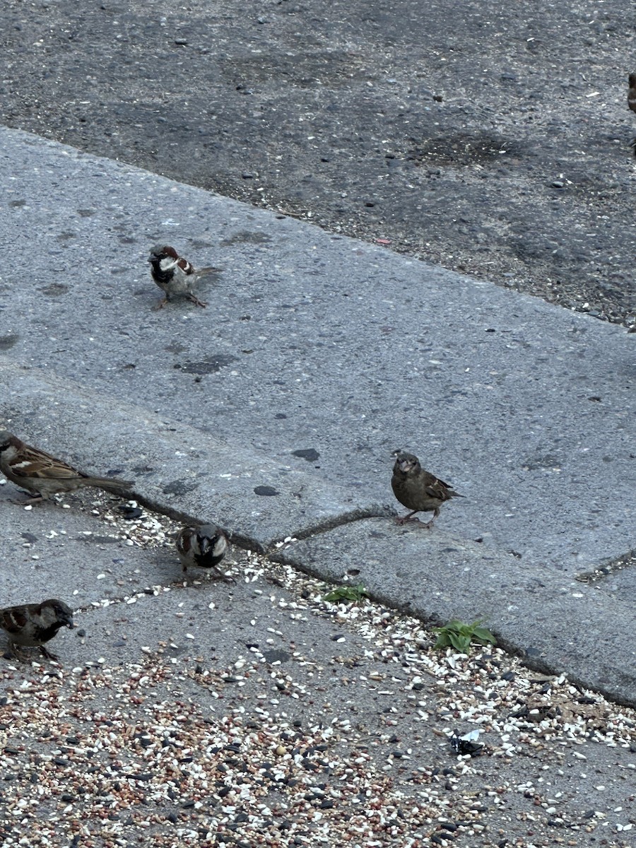 House Sparrow - ML646808397