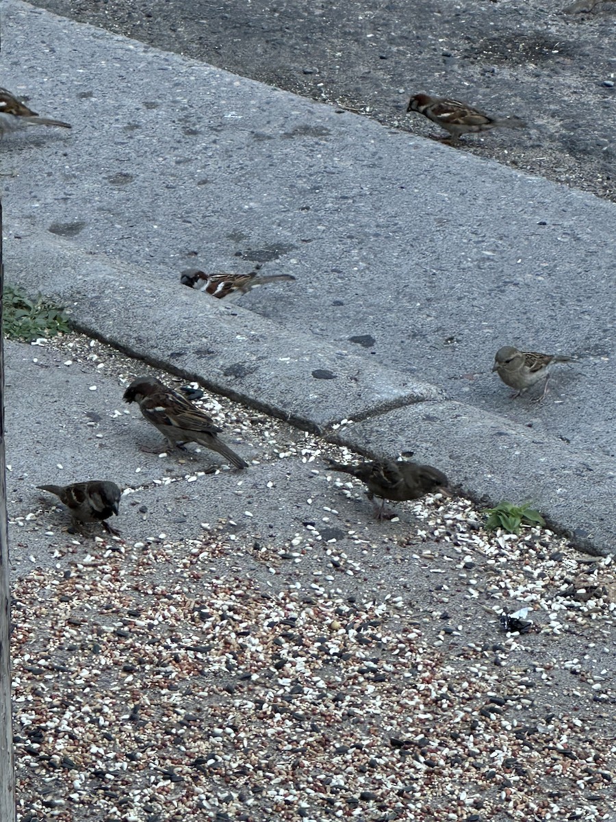 House Sparrow - ML646808398