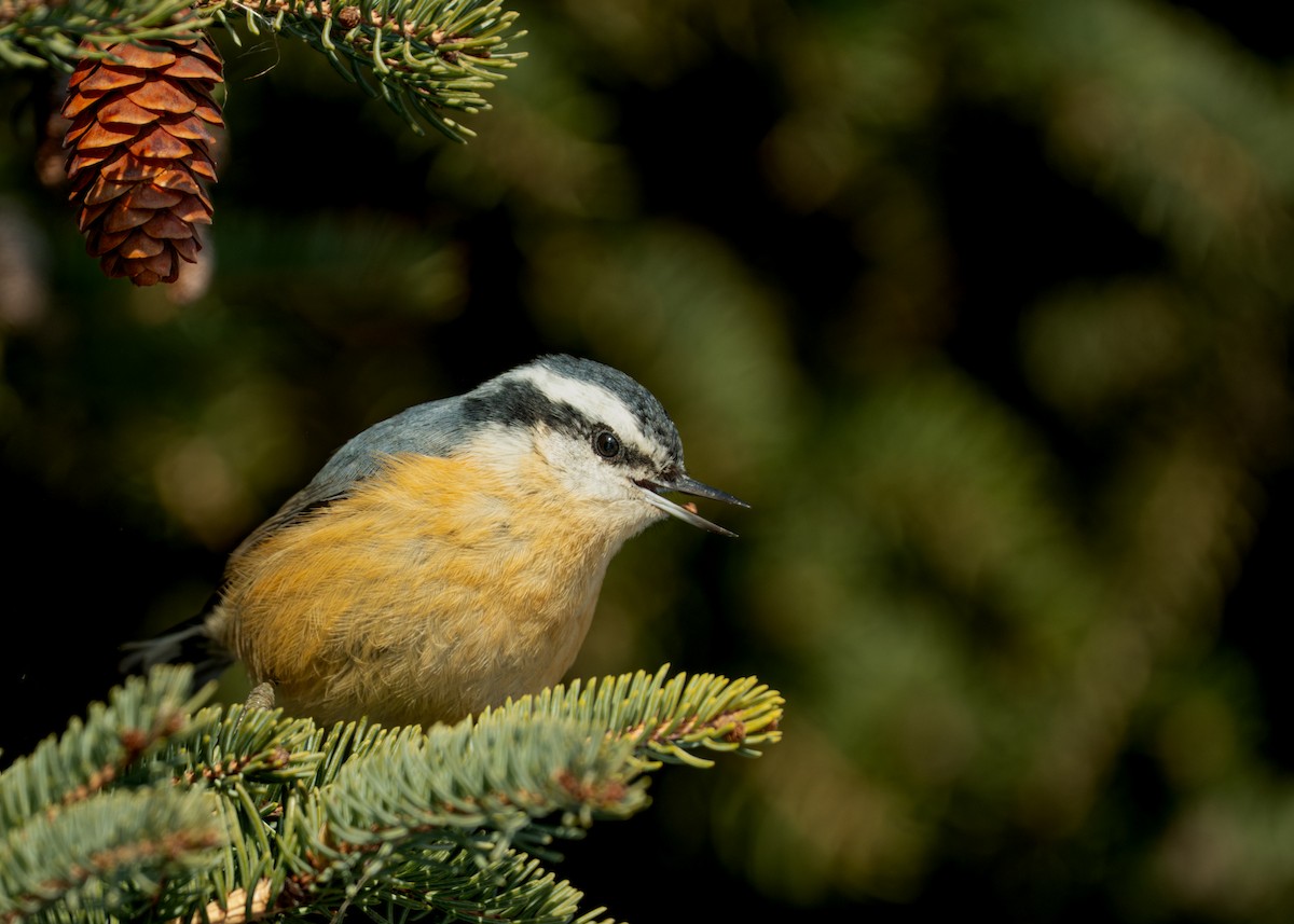 Повзик канадський - ML646808399