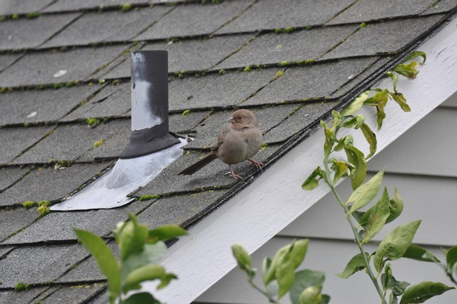 California Towhee - ML646808401