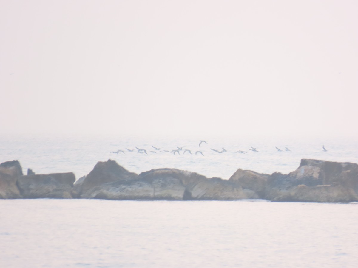 Brown Booby - ML646808402