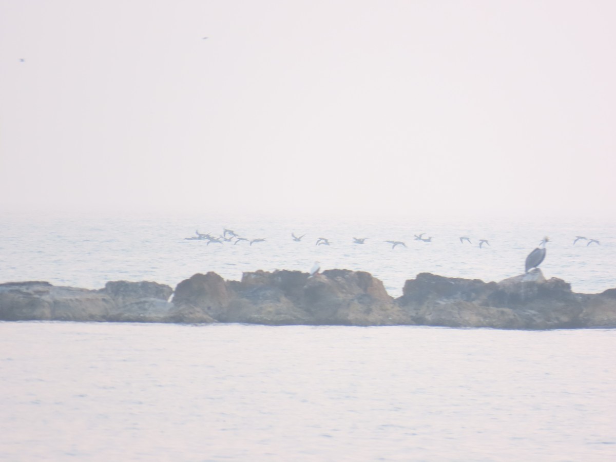 Brown Booby - ML646808403