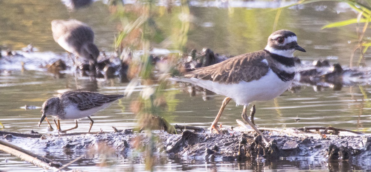Killdeer - ML646808407
