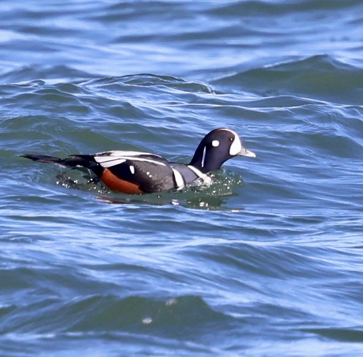 シノリガモ - ML646808410