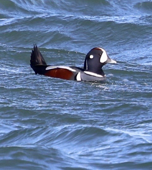 シノリガモ - ML646808411