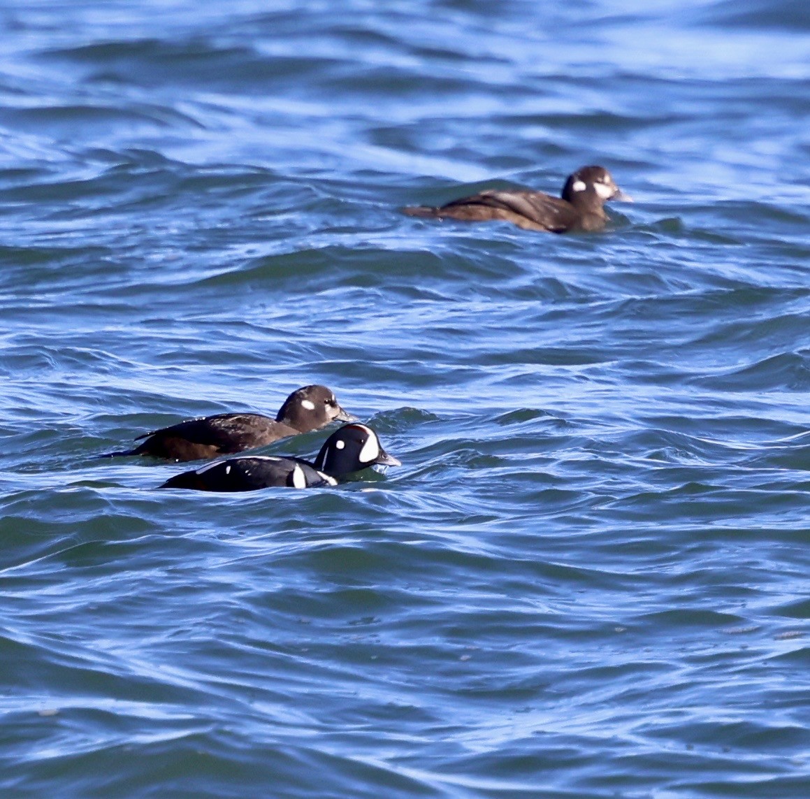 シノリガモ - ML646808412