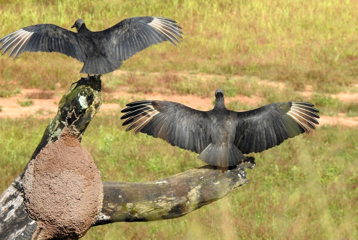 Zopilote beltza - ML646808415