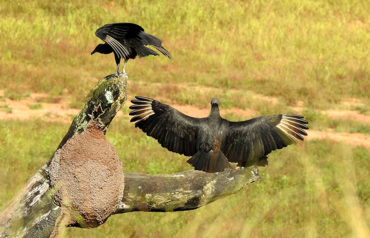 Zopilote beltza - ML646808416