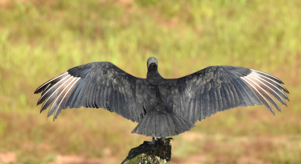 Zopilote beltza - ML646808417