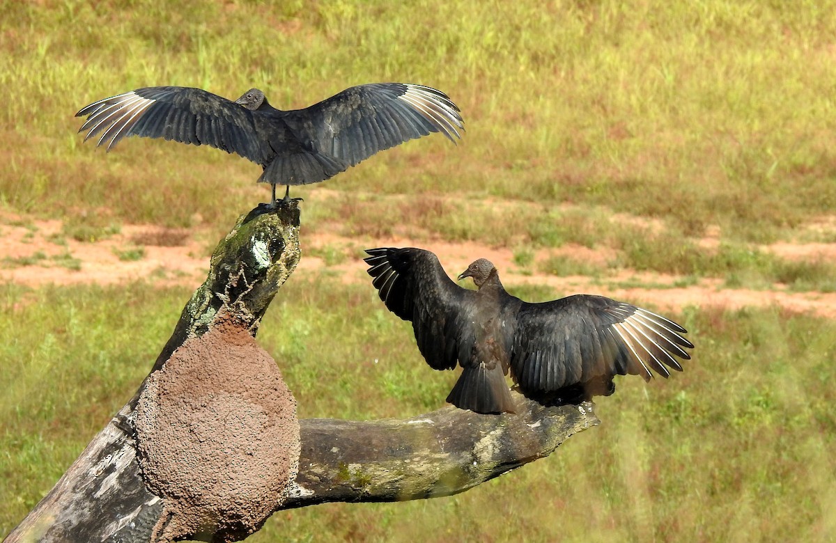 Zopilote beltza - ML646808419