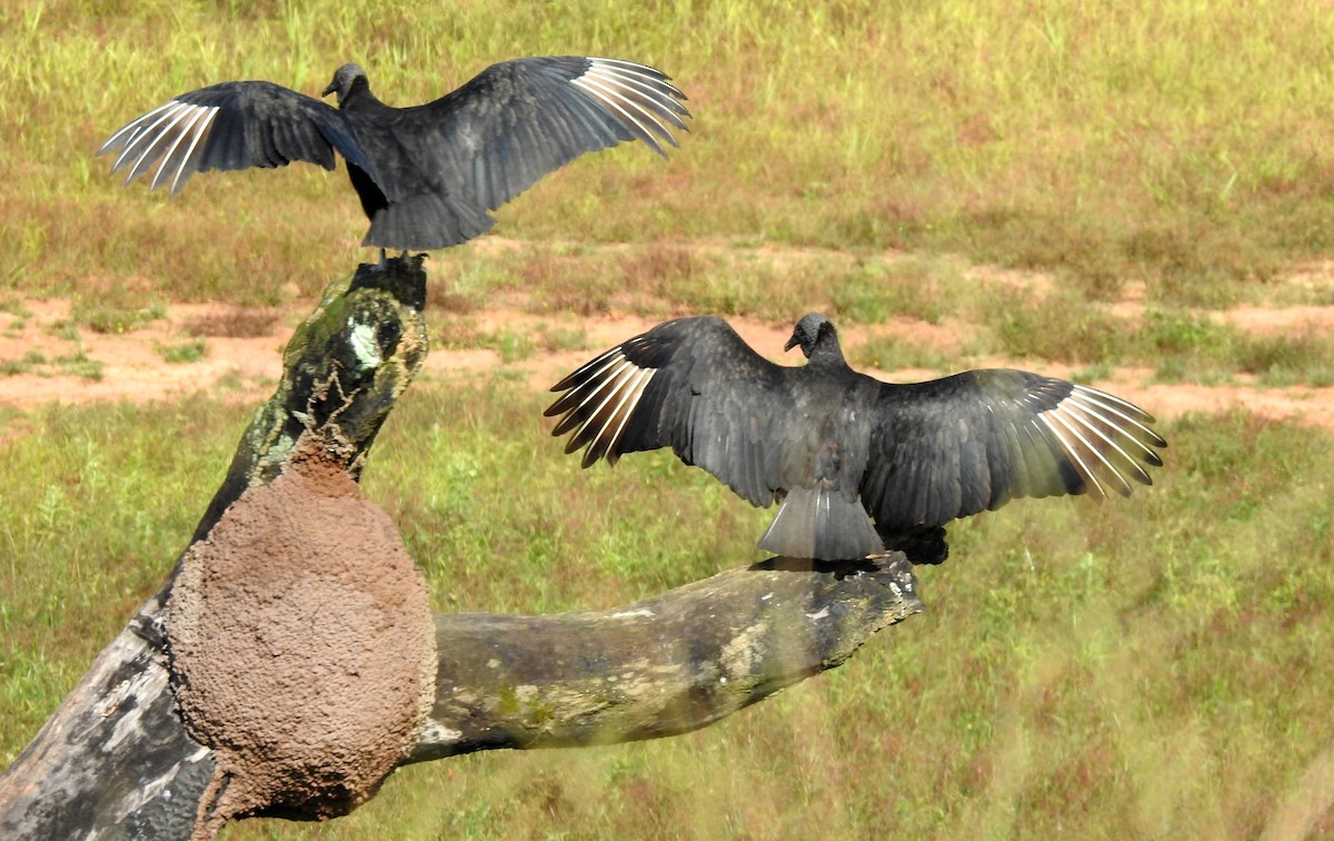 Zopilote beltza - ML646808420