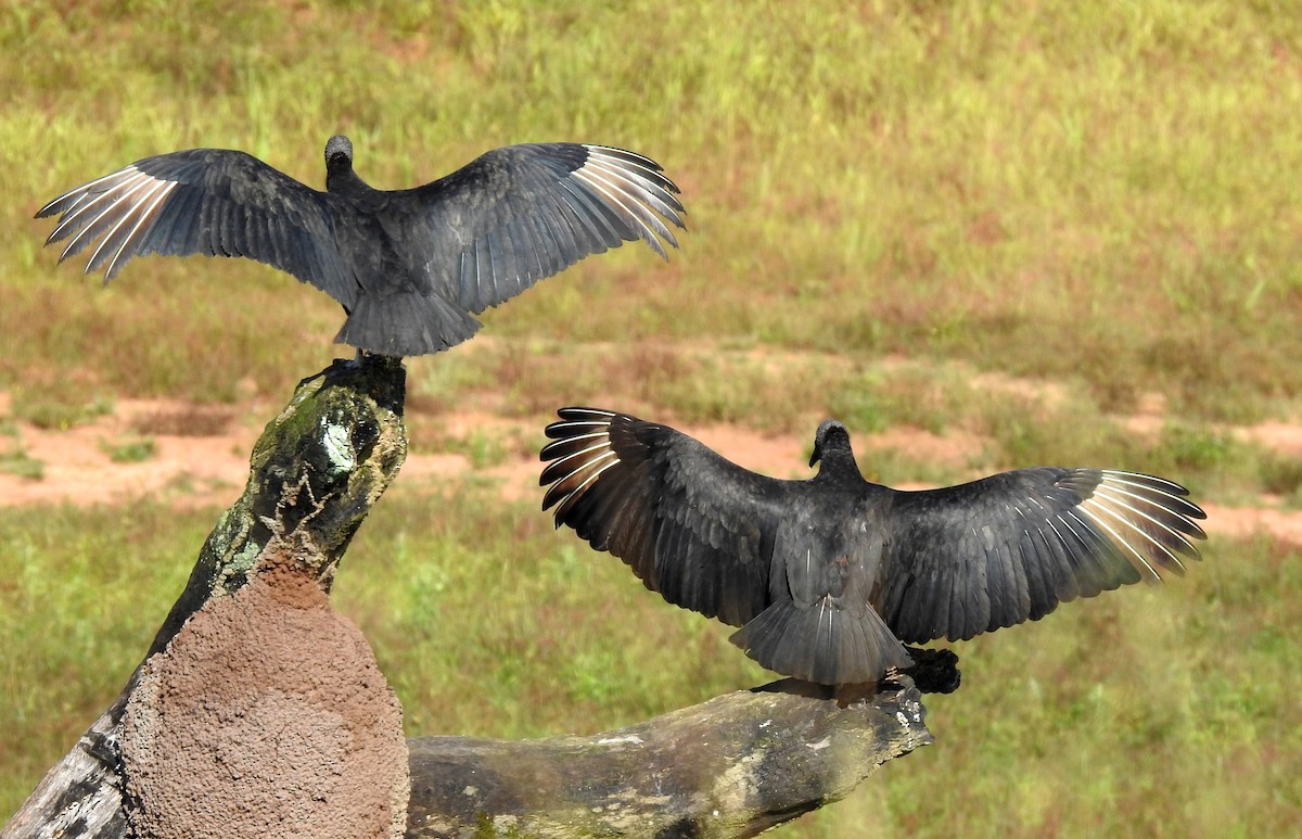 Zopilote beltza - ML646808421