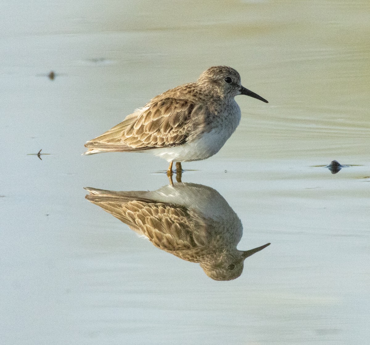 Least Sandpiper - ML646808422
