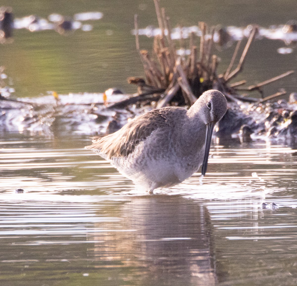 長嘴半蹼鷸 - ML646808424