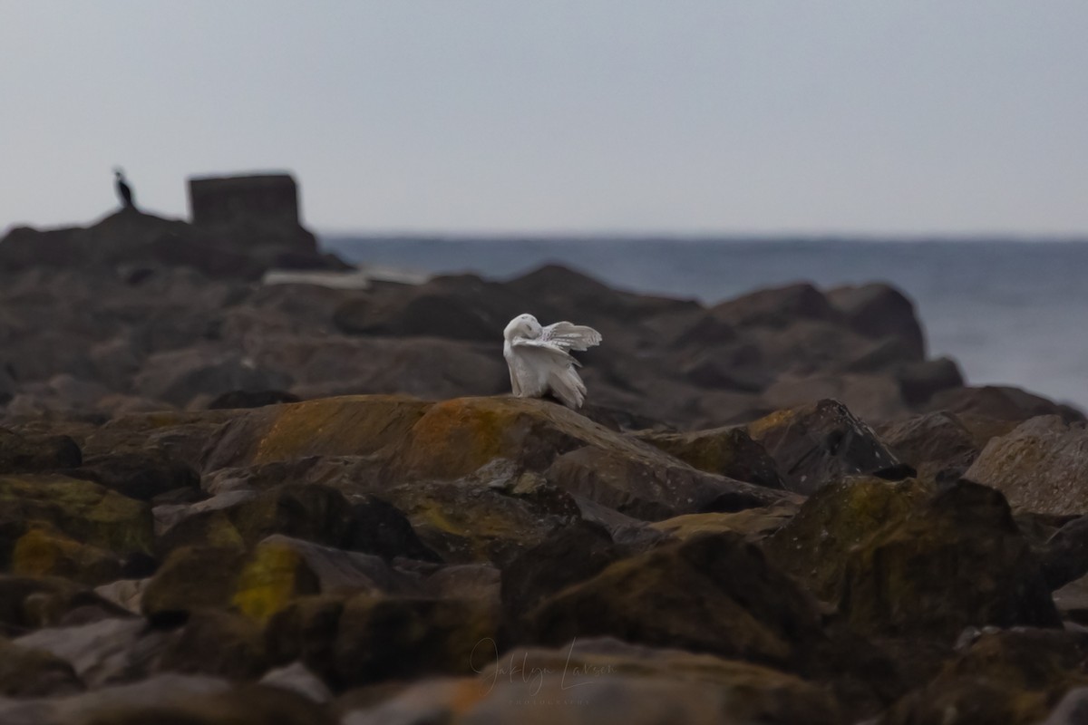 Snowy Owl - ML646808426