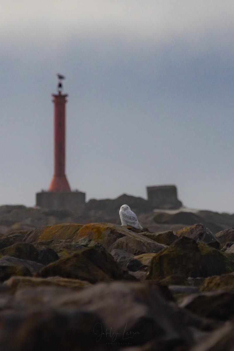 Snowy Owl - ML646808427