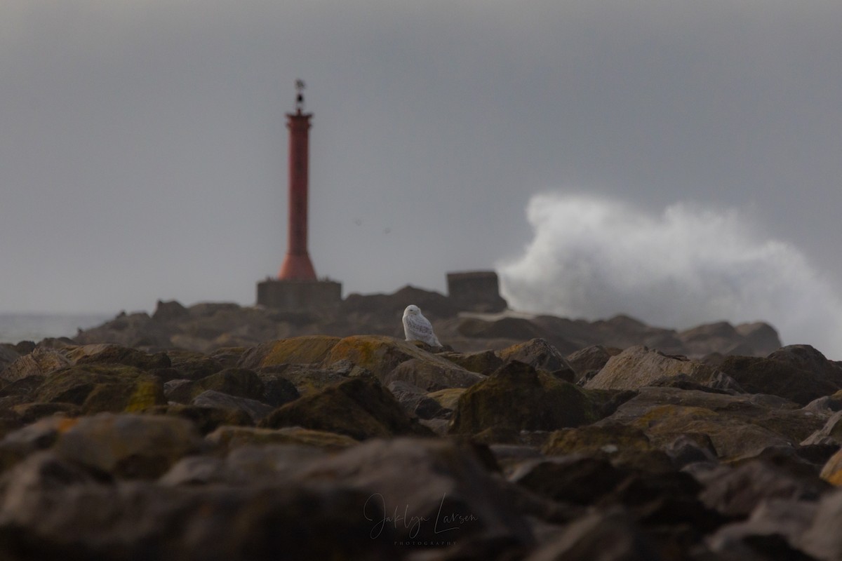 Snowy Owl - ML646808428