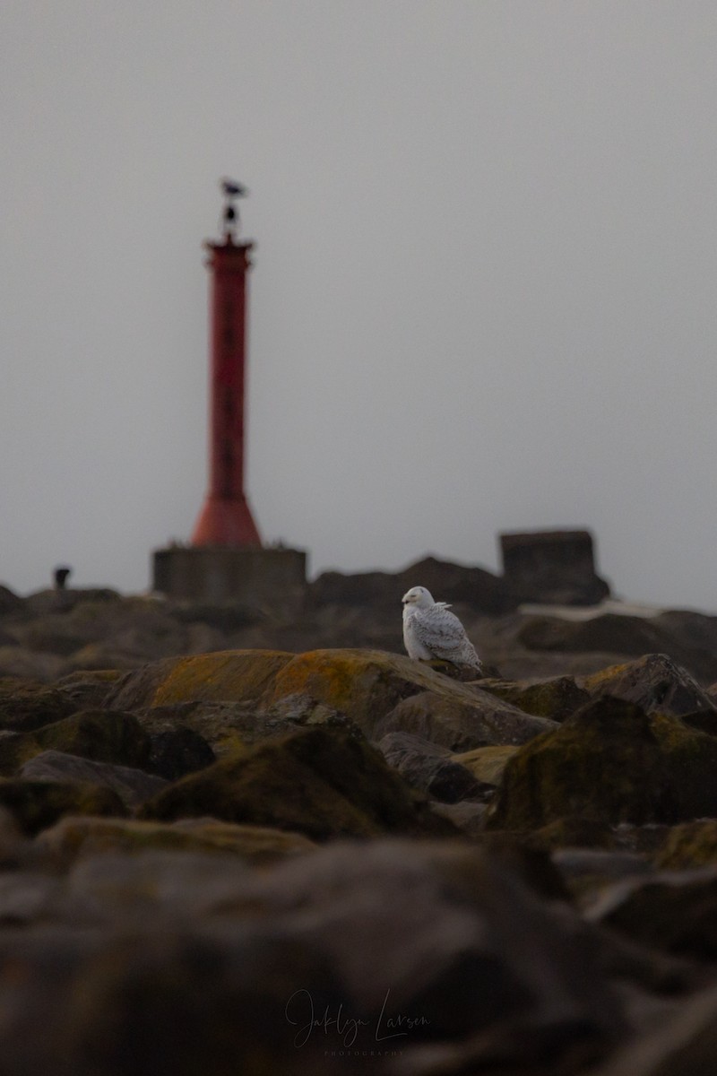 Snowy Owl - ML646808429