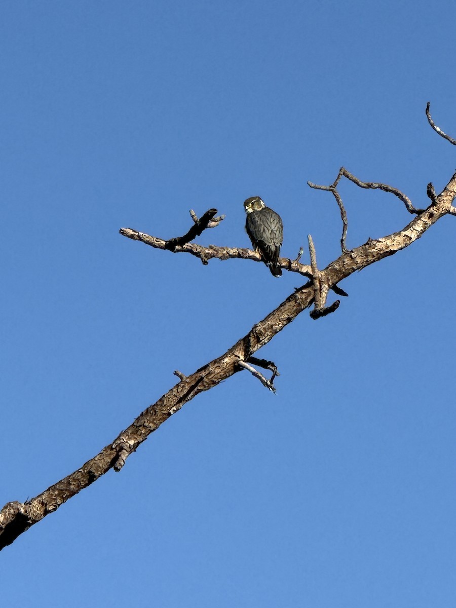 Merlin - ML646808430