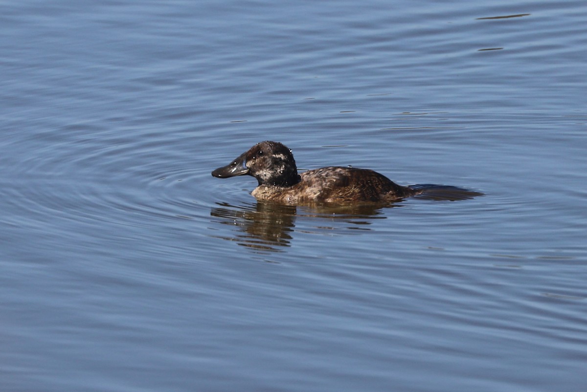 Lake Duck - ML646808431