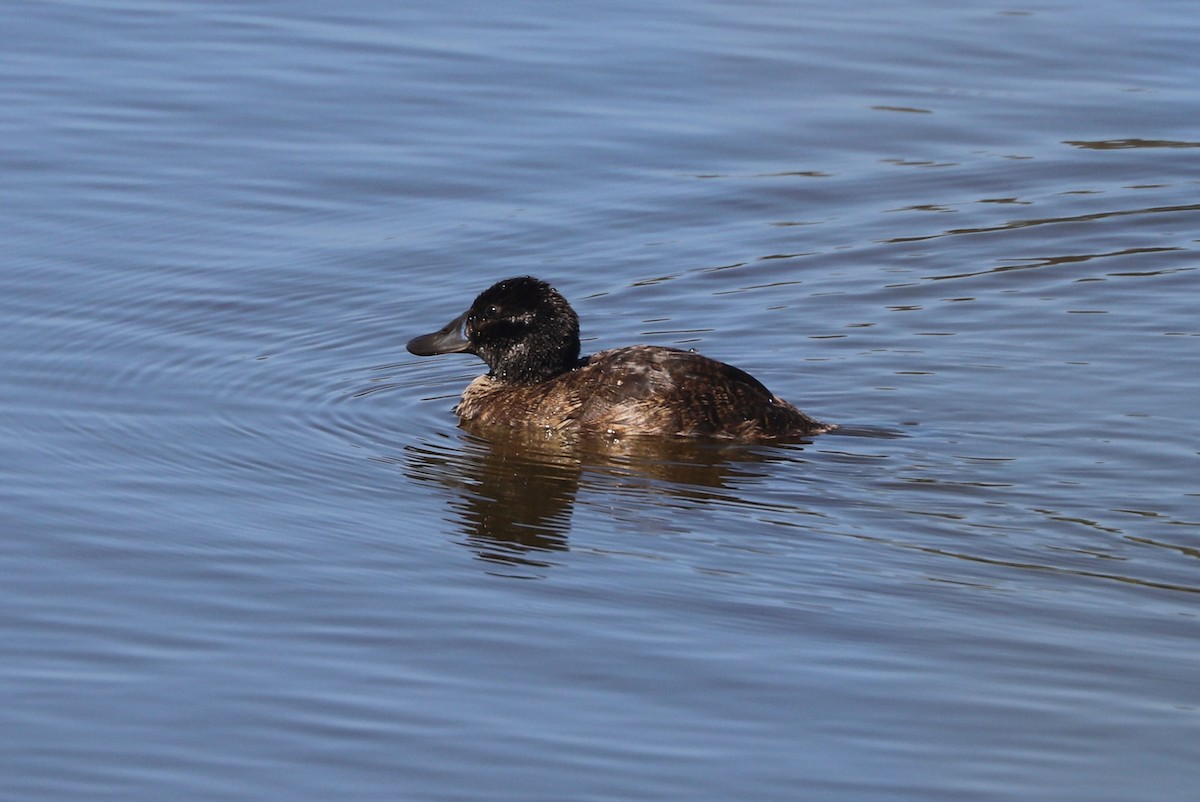 Lake Duck - ML646808432