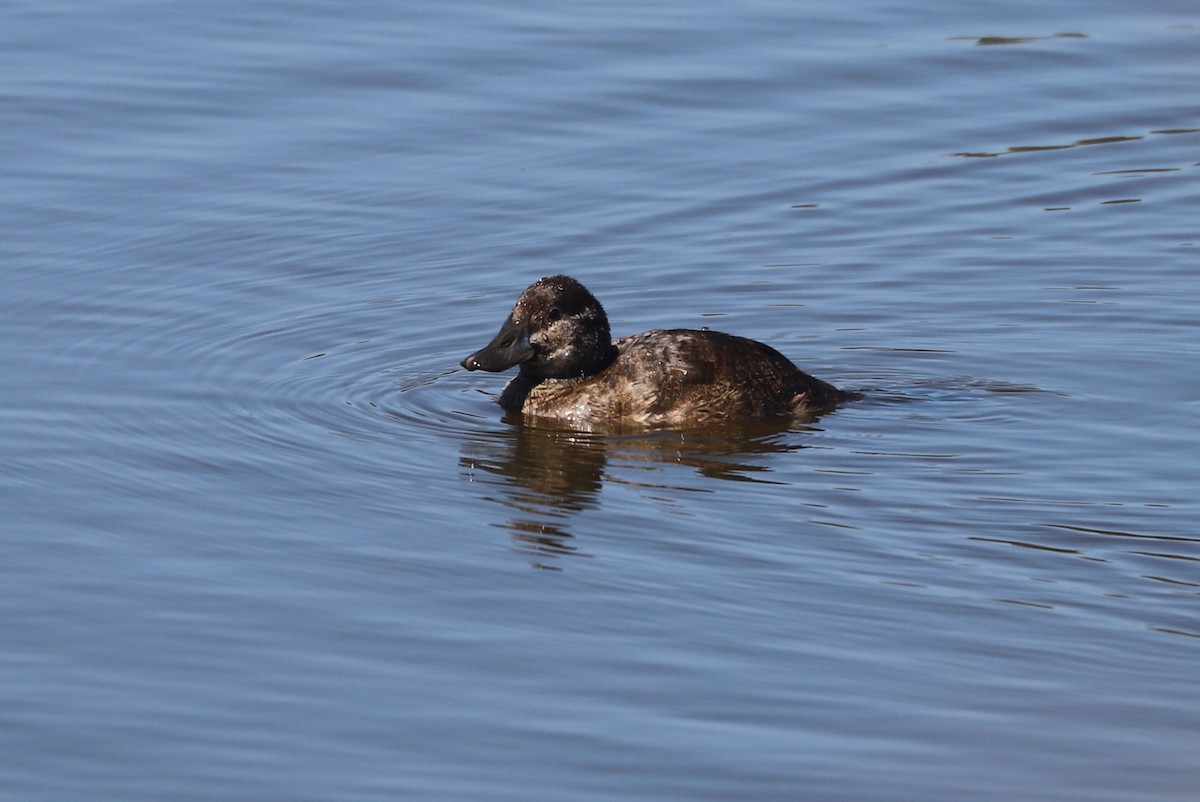 Lake Duck - ML646808433