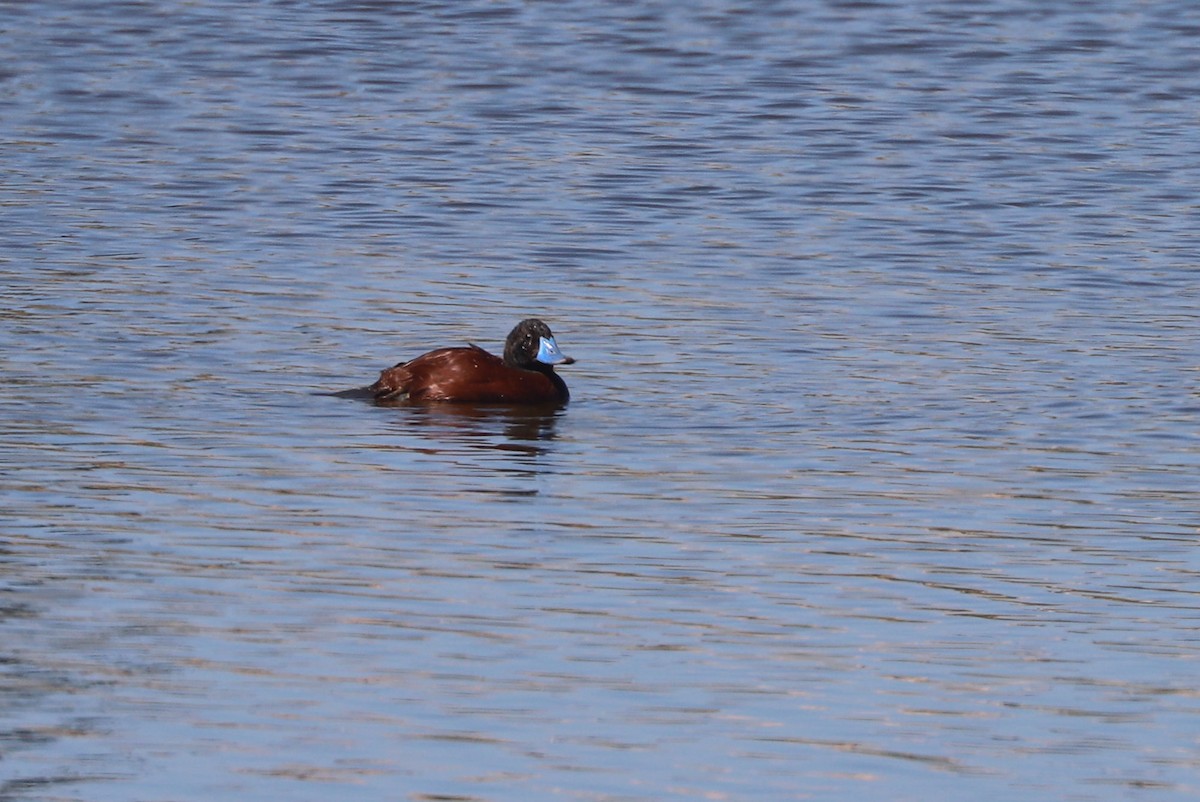 Lake Duck - ML646808434