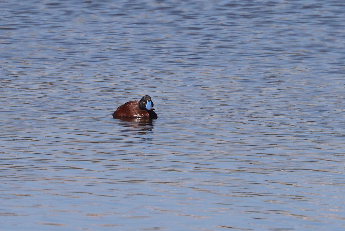 Lake Duck - ML646808435