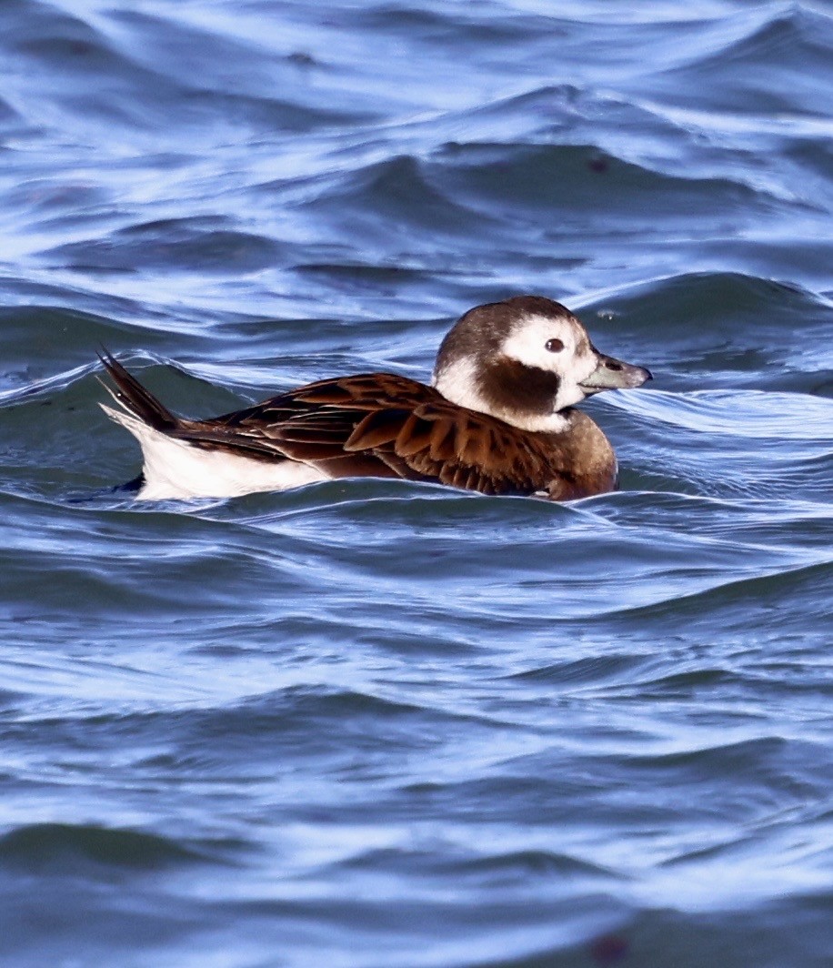 コオリガモ - ML646808436