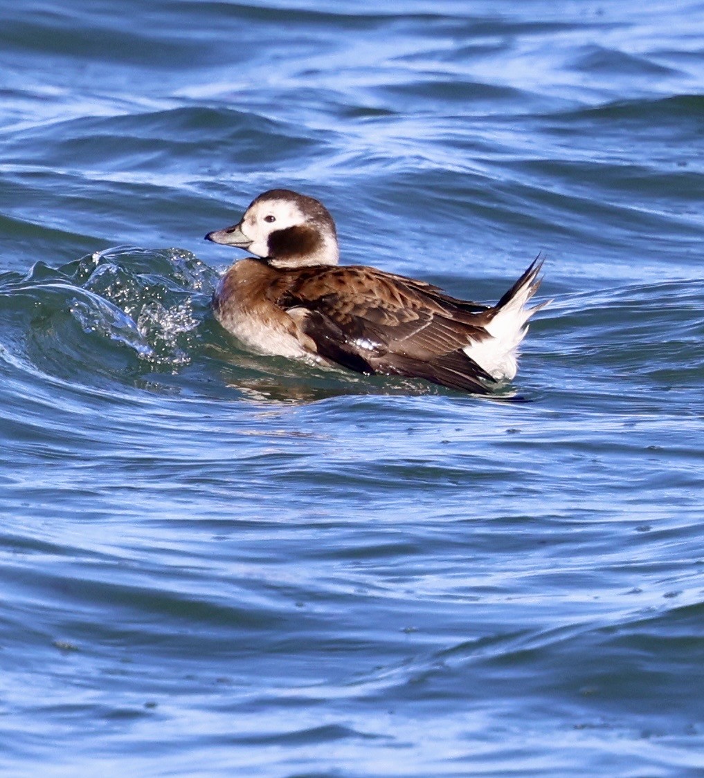 コオリガモ - ML646808437